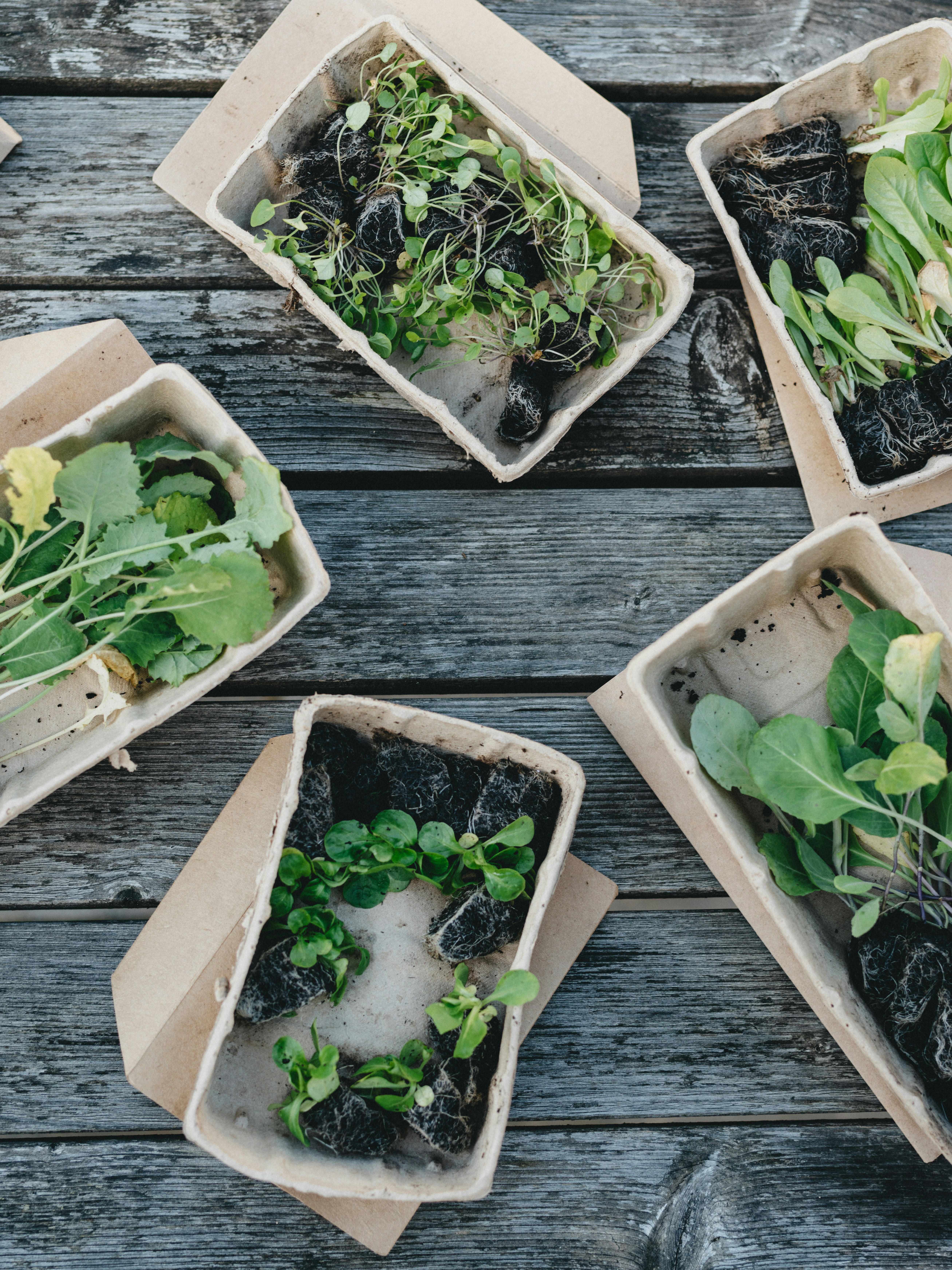 Bio Packaging