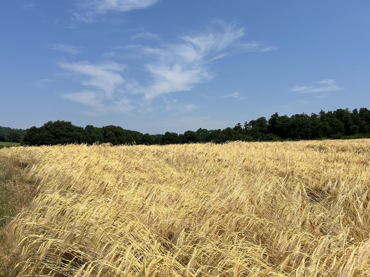 Campo panoramico