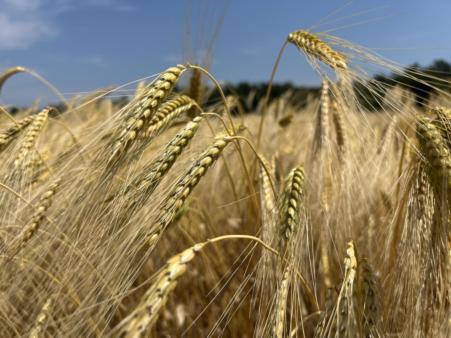 Spighe di farro