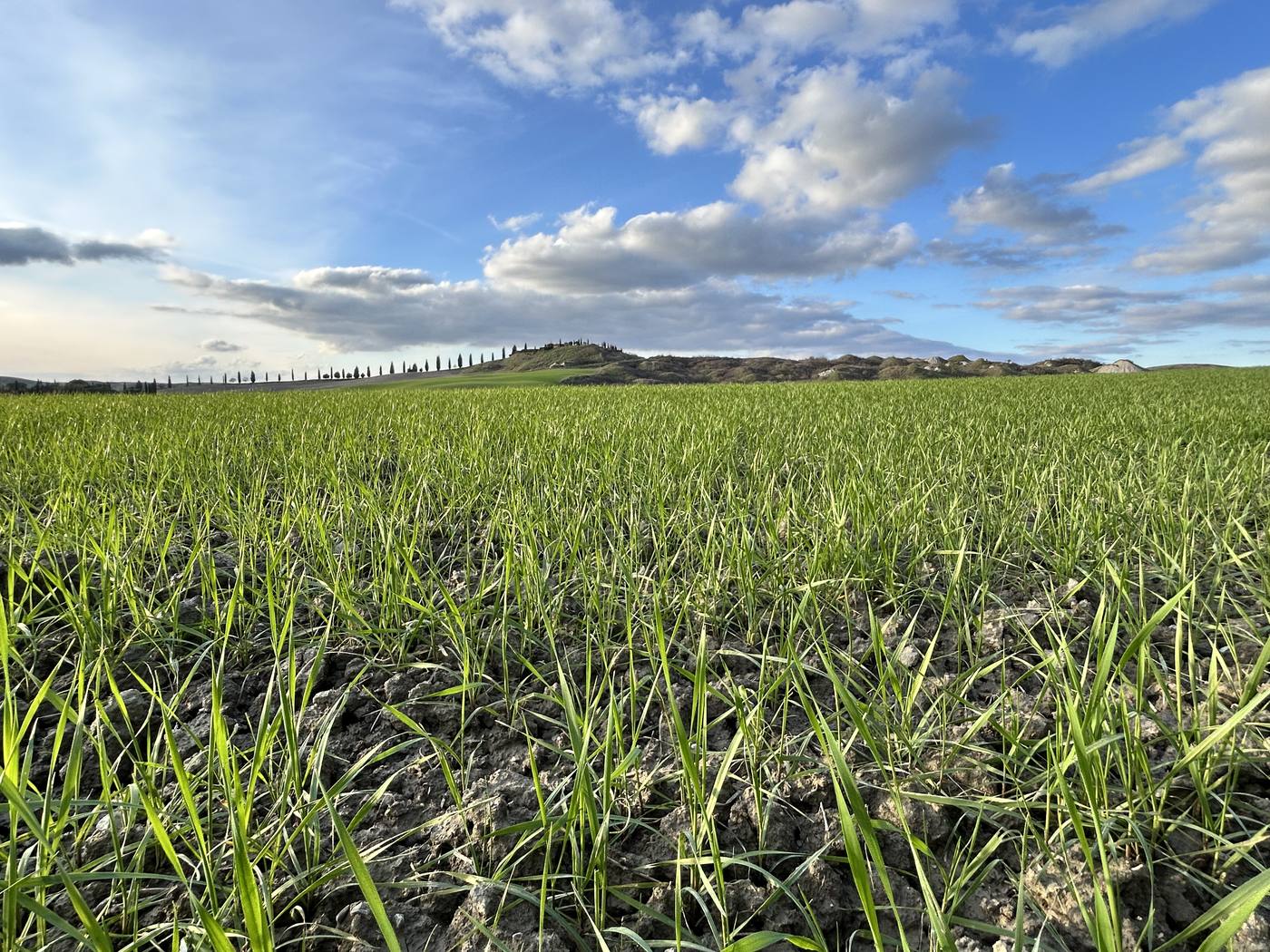 Campo di farro