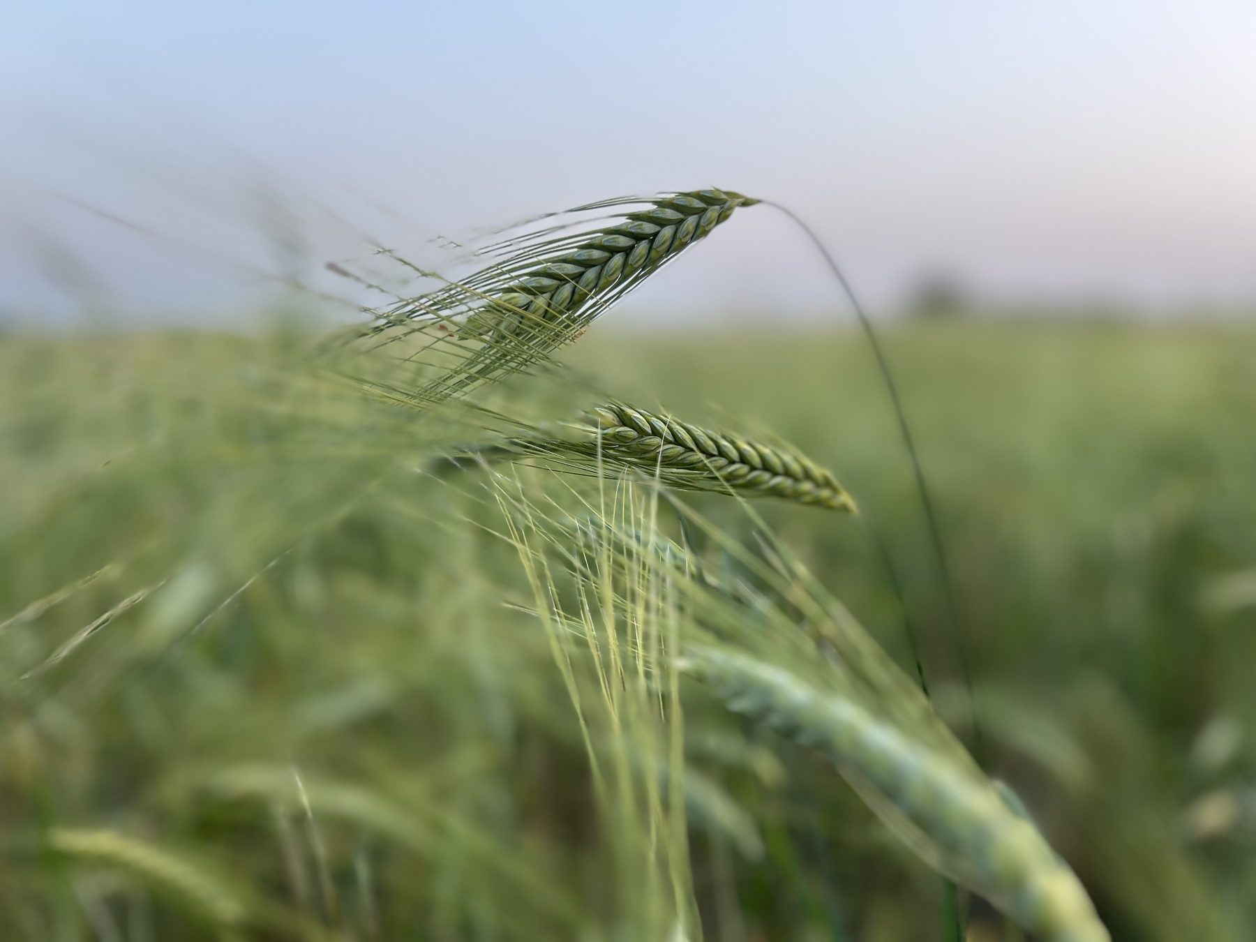 Mani al lavoro con il farro Vestalia