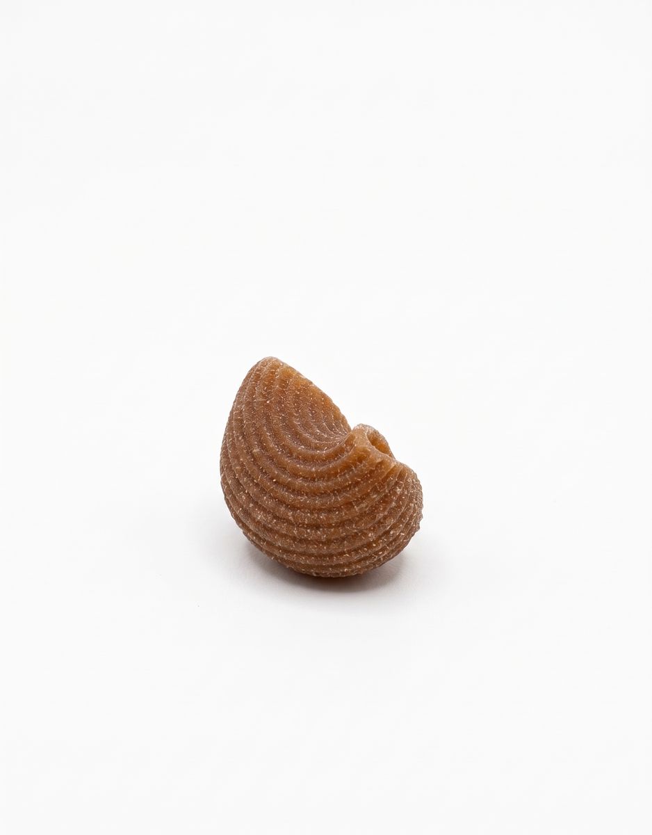 Conchiglia di farro dicocco integrale