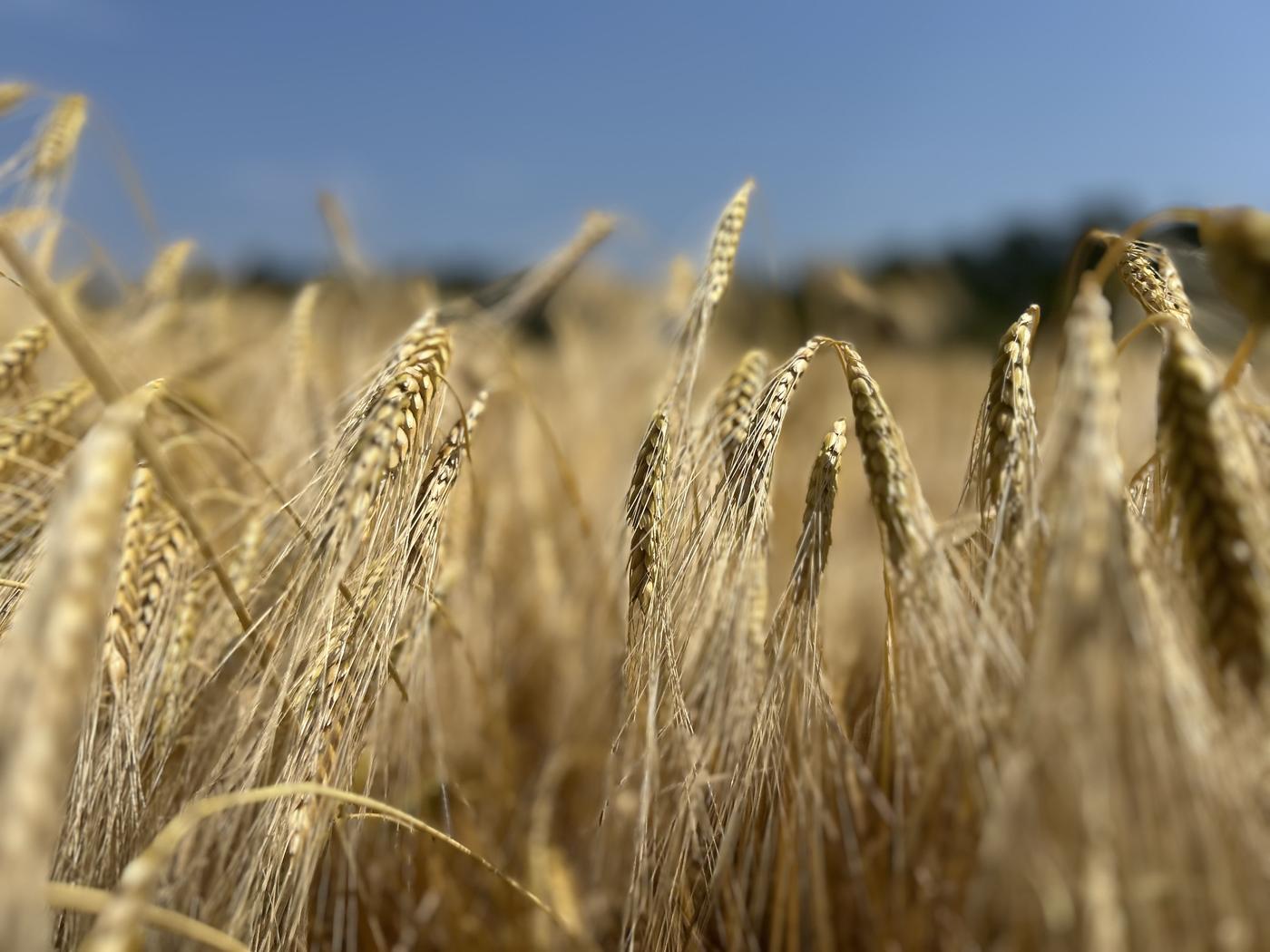 Spighe di farro dorato